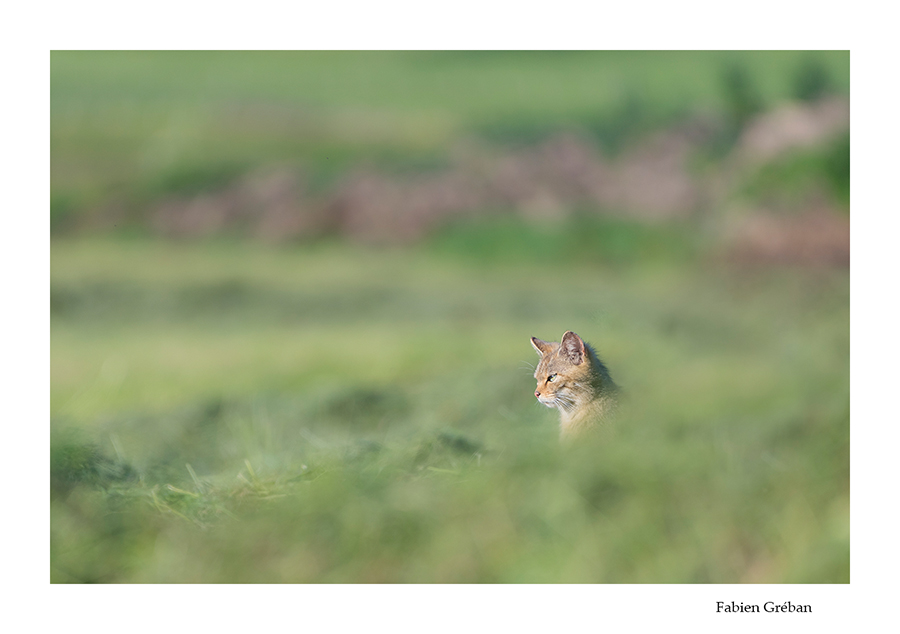 chat forestier dans une prairie fauchée
