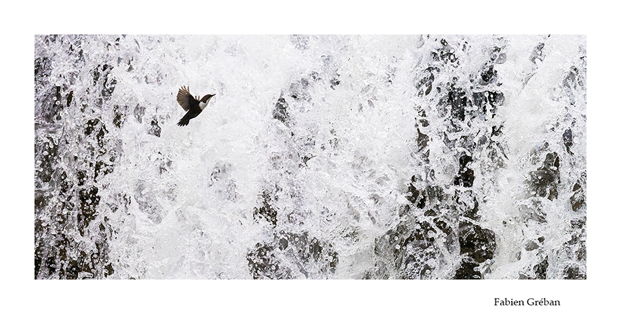 cincle plongeur en vol debant la cascade