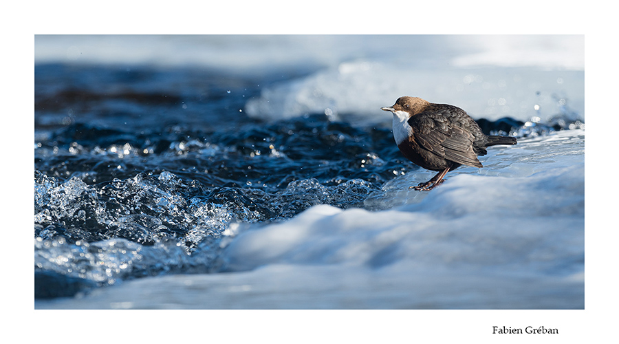 cincle plongeur sur la rivière gelée