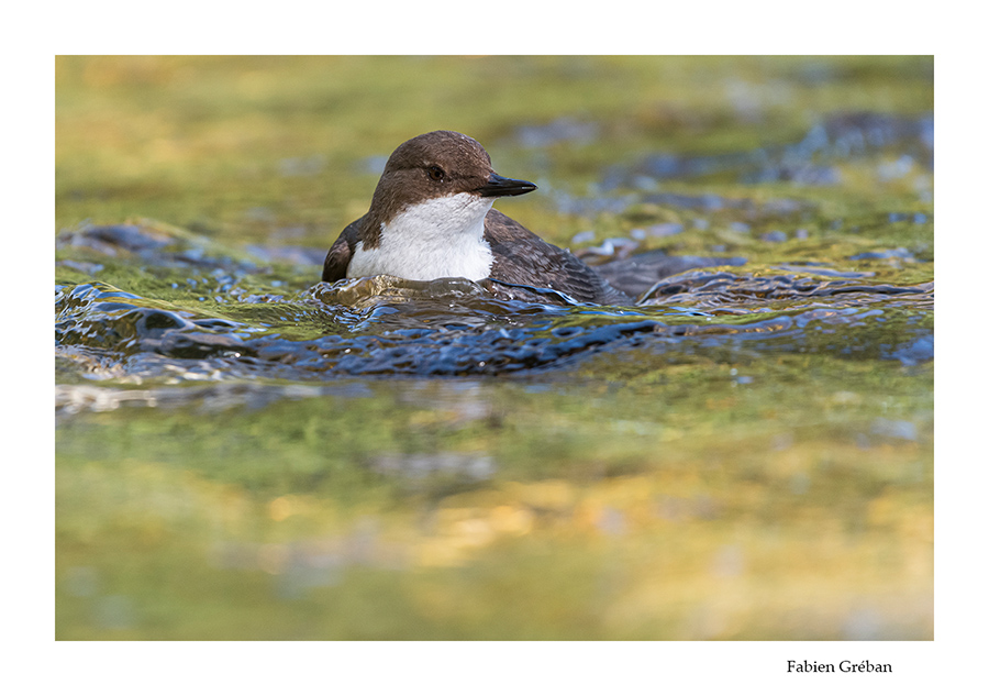 cincle plongeur qui nage à la surface de la rivière