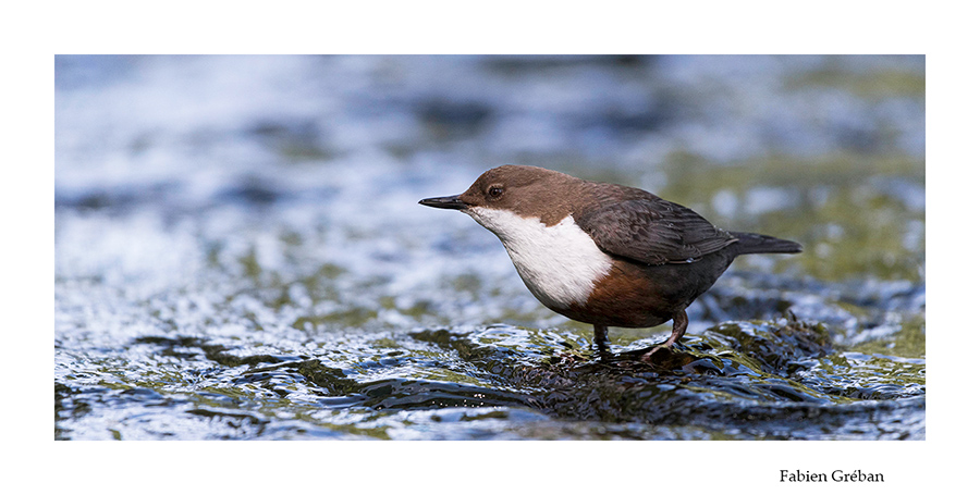 cincle plongeur dans les remouds de la rivière