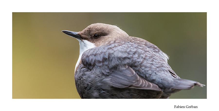 le portrait du cincle plongeur