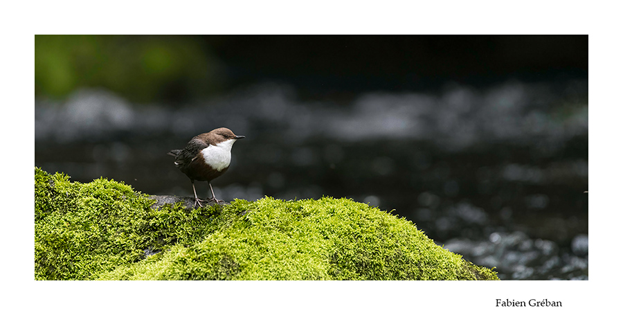 cincle plongeur sur une pierre au milieu de la rivière