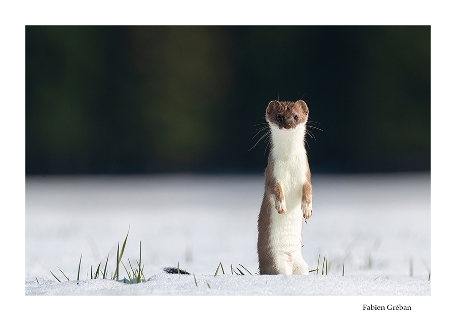 hermine brune sur neige