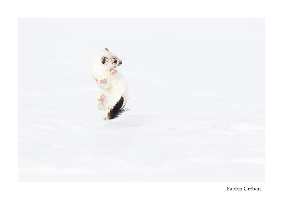 hermine qui danse après une chasse réussie
