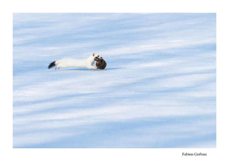 hermine blanche avec sa proie