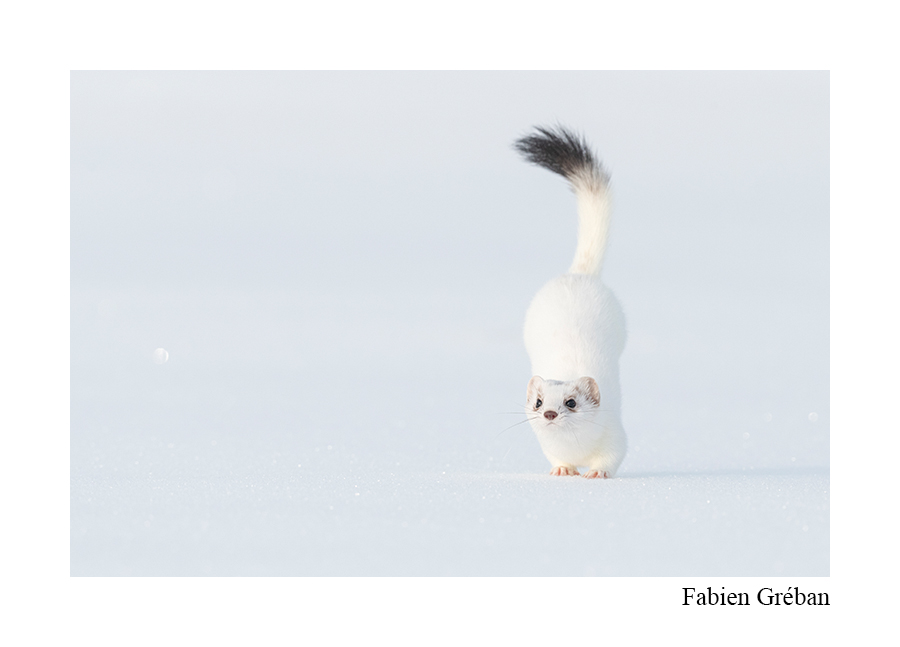 hermine en saut montrant sa queue noire