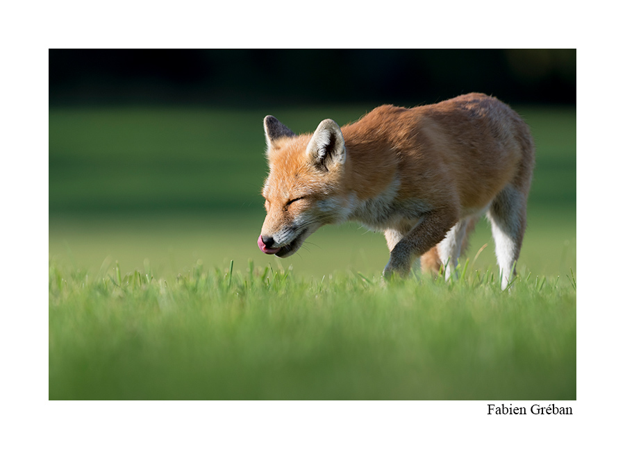 jeune renard qui chasse