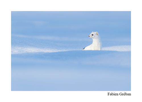 Stage dans le Jura, hermine blanche
