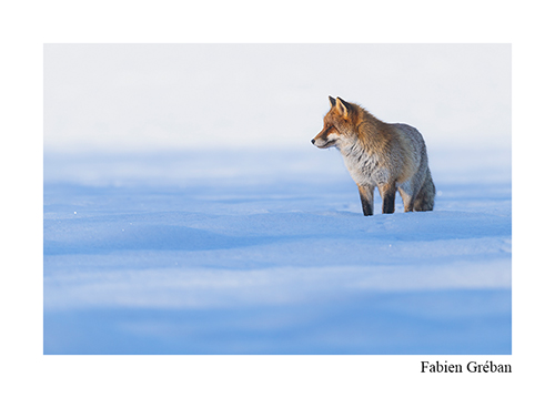 Stage dans le Jura, renard