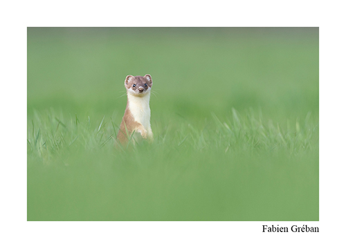 Stage de photo animalière dans le Jura, hermine