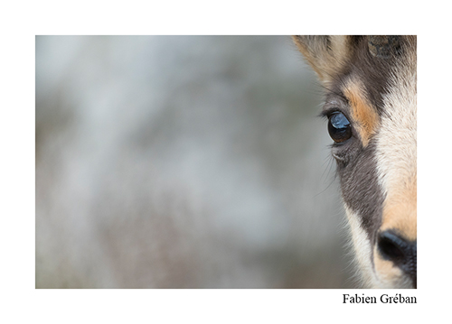 stage avec un photographe animalier et de nature dans le massif du Jura