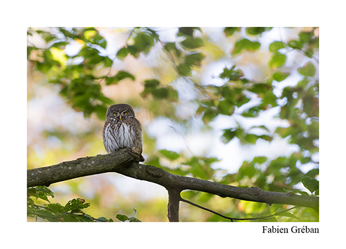 stage avec un photographe animalier et de nature dans le massif du Jura