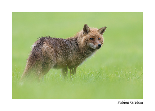 Stage de photo animalière dans le Jura, renard