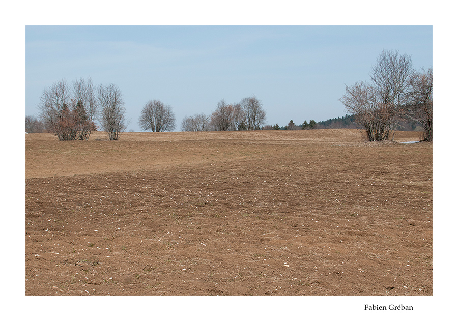 prairie ravagée du haut-doubs par les campagnols