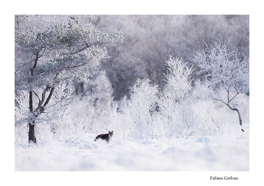 renard en hiver dans une tourbière
