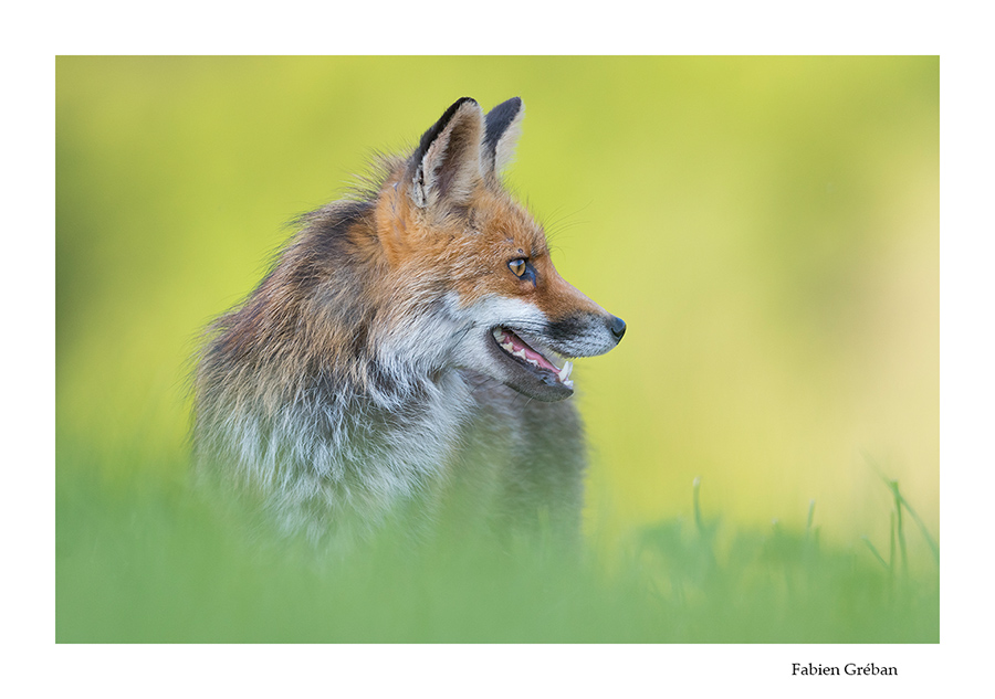 portrait du renard des plateaux du haut-doubs