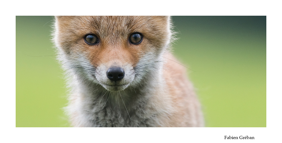 portrait de renardeau