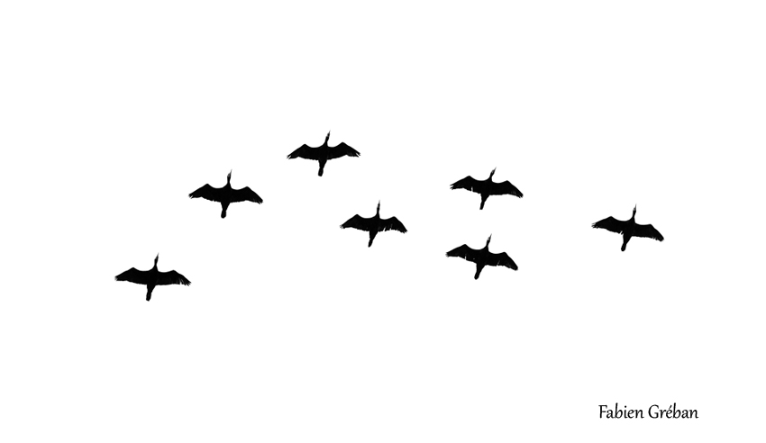 vol de cormoran
