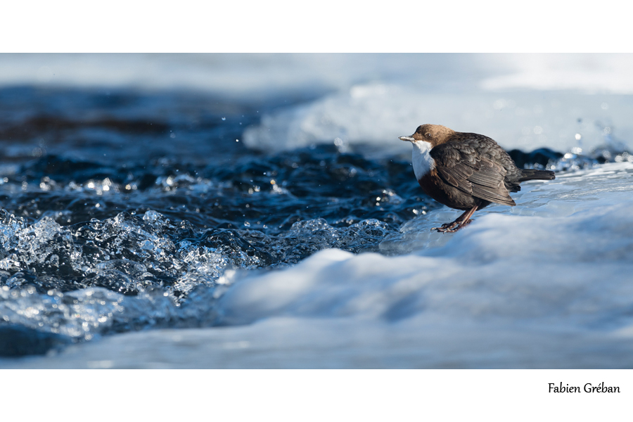 cincle plongeur sur une rivière gelée