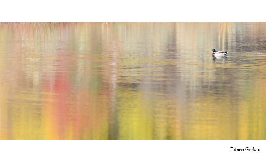 canard sur le lac qui reflète les couleurs automnales de la foret
