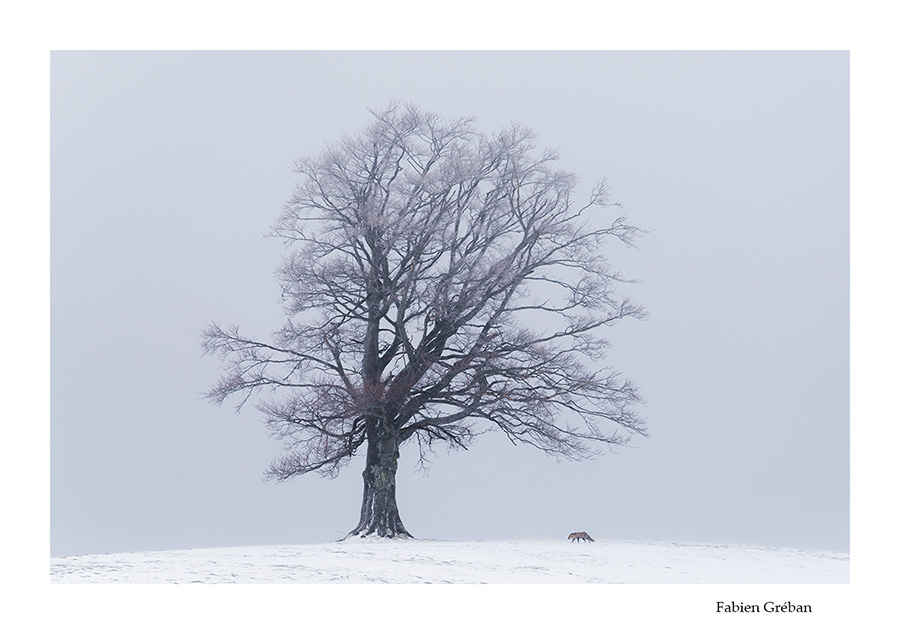 renard en hiver sous un arbre